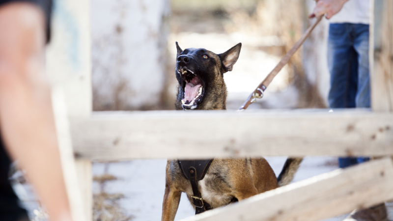 Work dog training on attack and defense with its handler.
