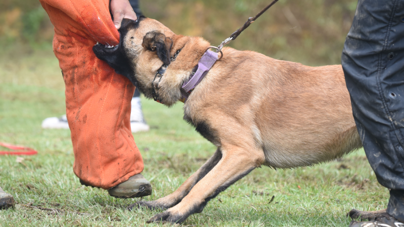 powerful and potent canine training his obedience and skills