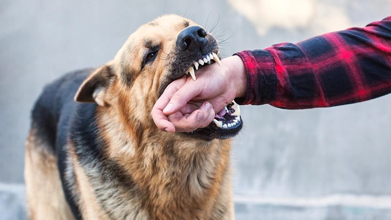 A male German shepherd bites a man by the hand.