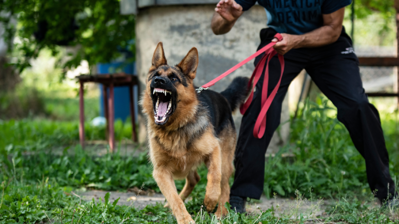 German Shepherd dog doing protection work. Aggressive dog. Barking dog